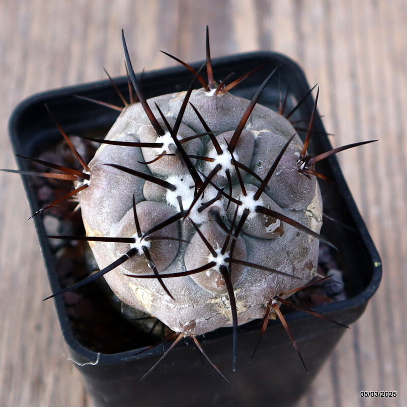 A5169 COPIAPOA CINEREA BLACK SPINES pot 5 cm H 2 cm W 2,5 cm MaMa Cactus