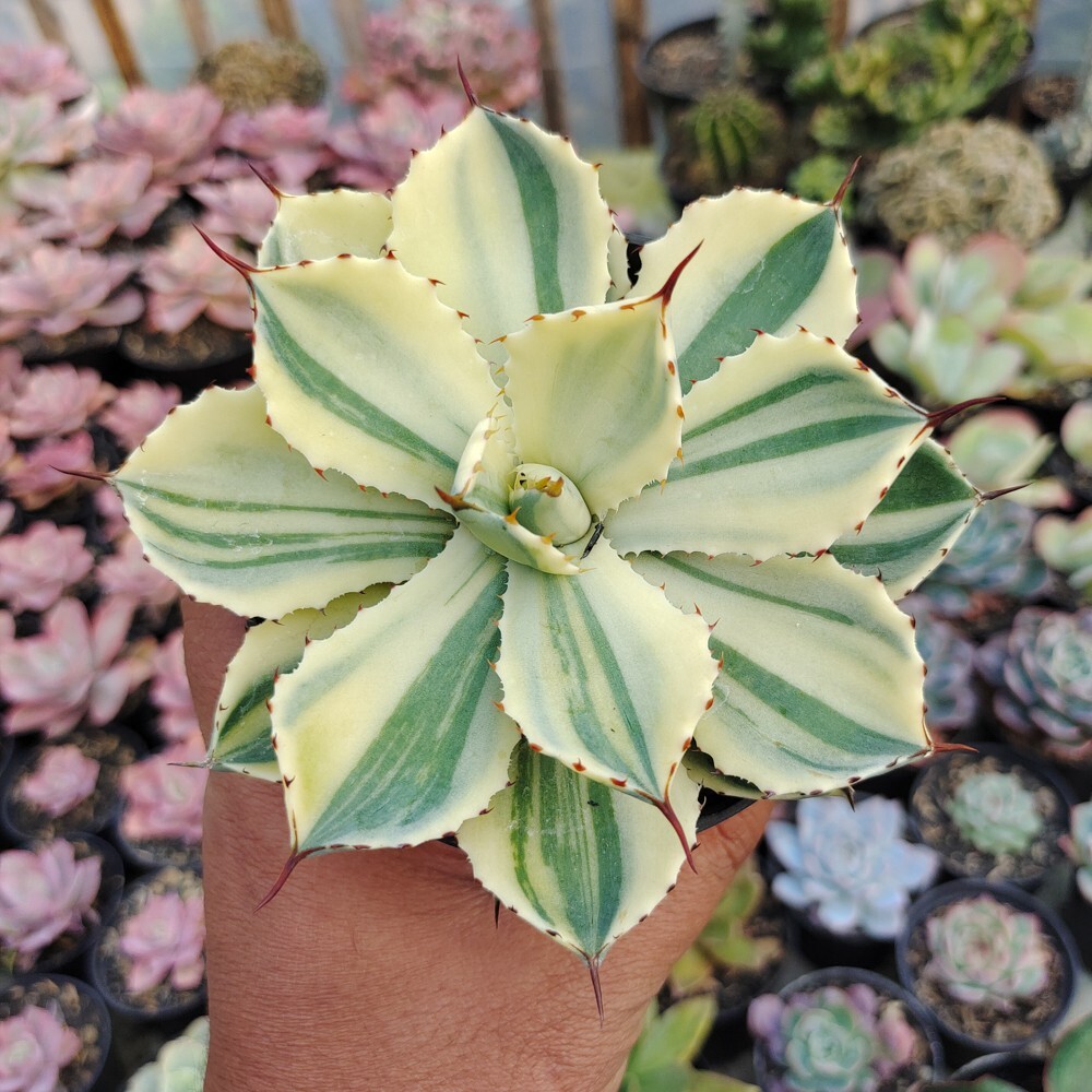 Agave Potatorum CV. Kichijokan Aurea Variegated
