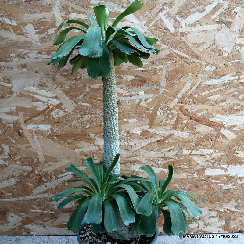 D2448 EUPHORBIA POISSONII OLD pot24-H56-W17 cm MaMa Cactus
