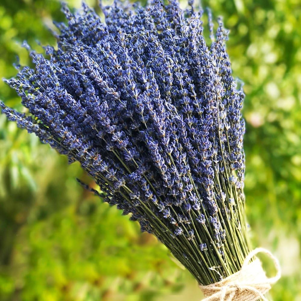 Lavender Dried Ultra Blue Bundles 200+ Stems (16″ – 18″ Long) for Home Decor