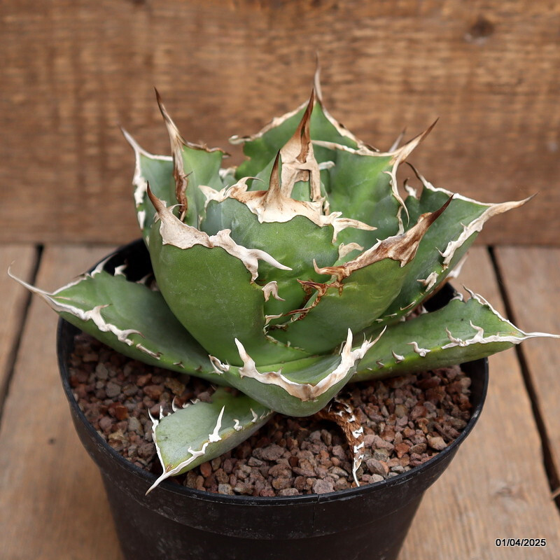 A8409 AGAVE TITANOTA pot14-H11-W16 cm MaMa Cactus