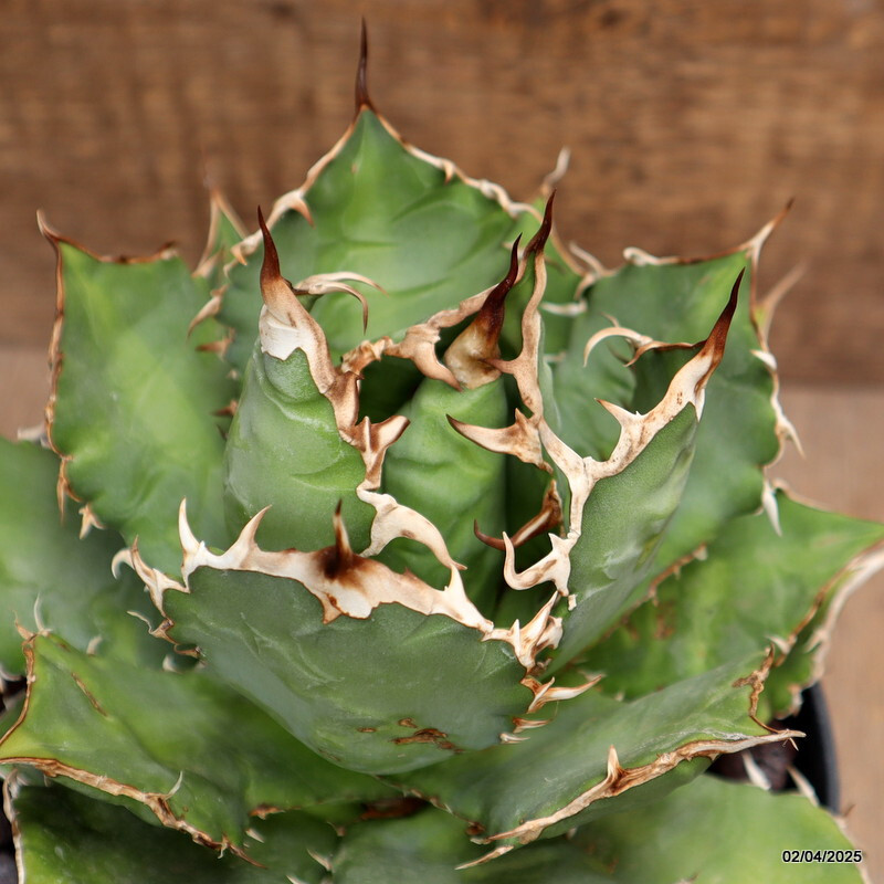 D162 AGAVE TITANOTA pot18-H15-W19 cm MaMa Cactus