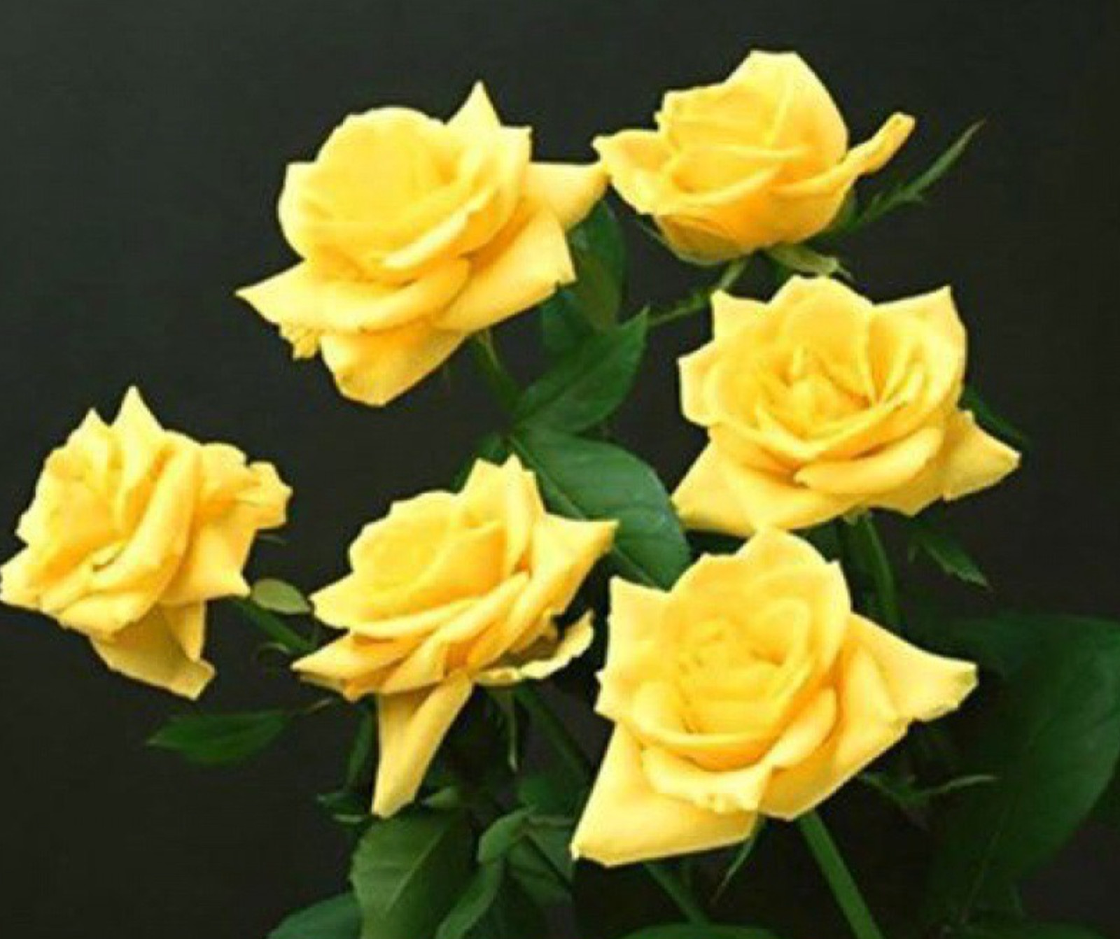 (10) CLASSIC ROSE SEEDS perennial flower garden plant bush tea USA SELLER TRACK
