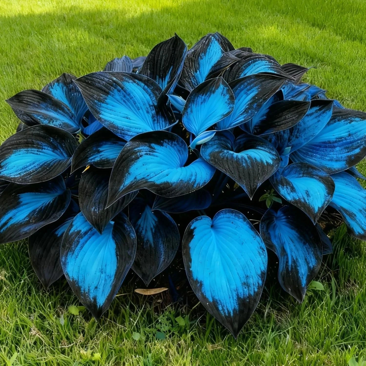 Hosta Seeds, 200+ Blue Purple Red Hosta Seeds, Multi-Use Landscaping, Perennial.