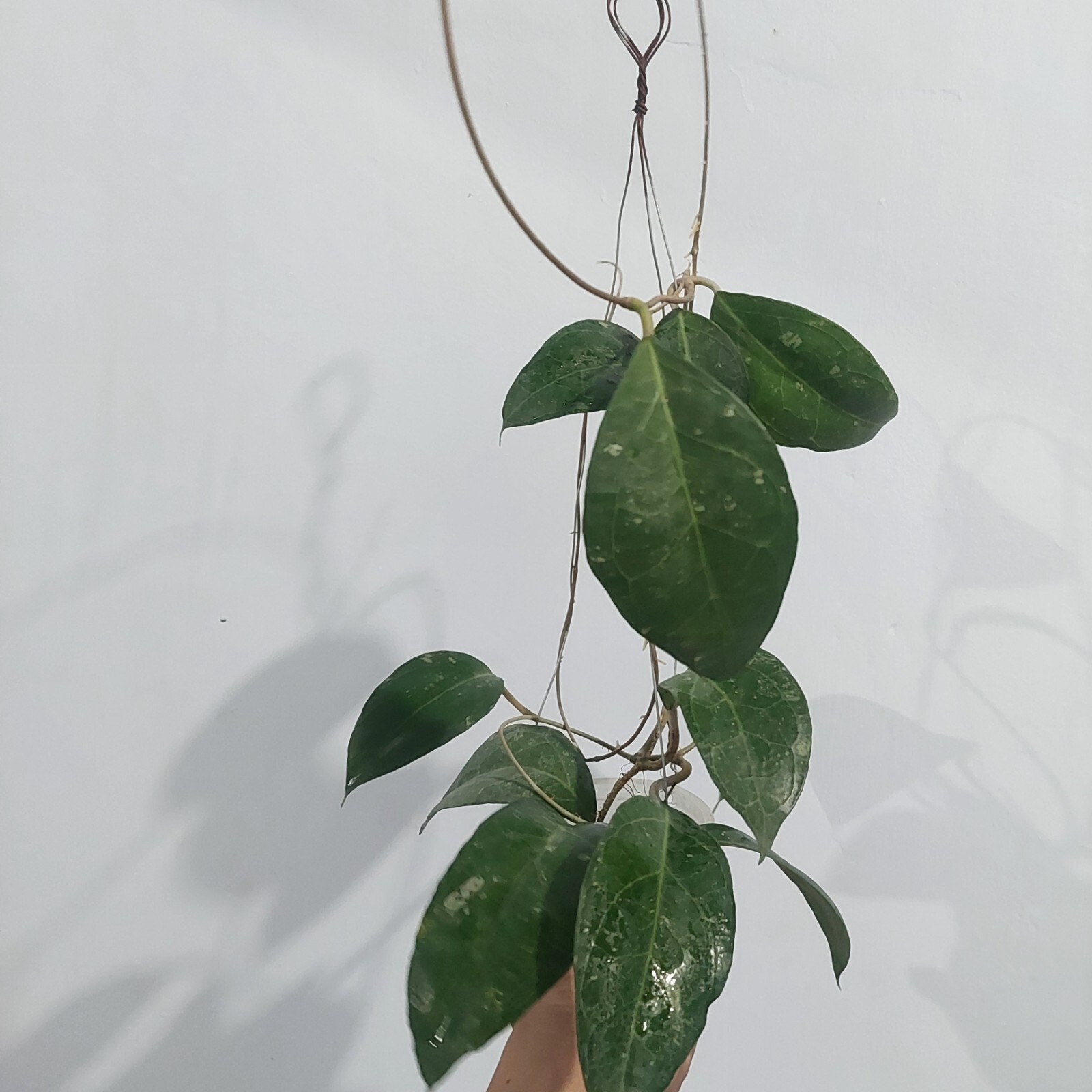 Hoya Verticillata wayang Big Size Real pickture free phytosanitary.