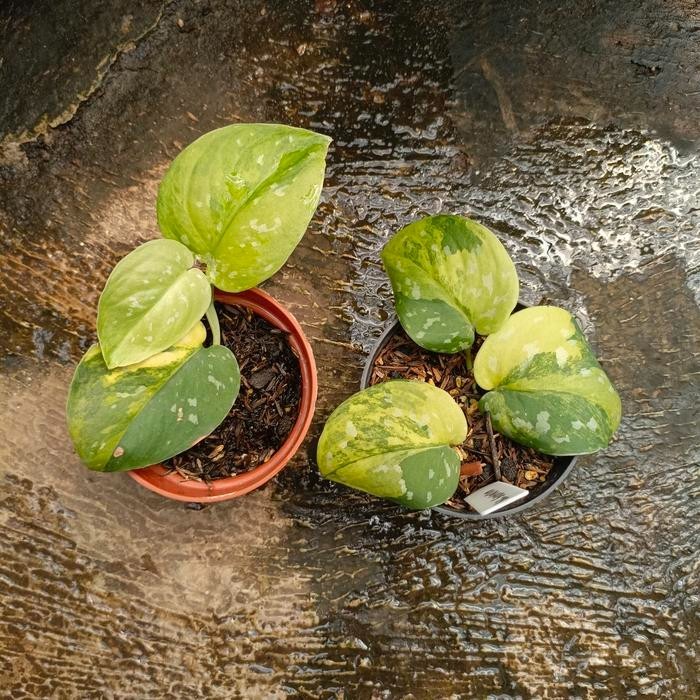 Scindapsus Sentarum Variegated – Cream Green Foliage Live Plant Grow in Pot
