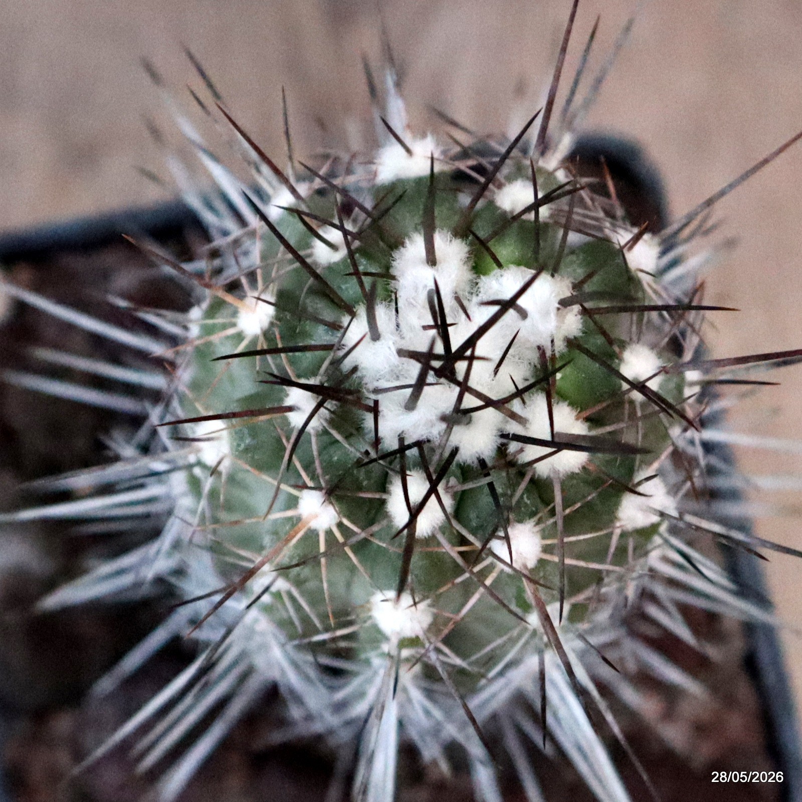 D3268 COPIAPOA LONGISPINA pot10-H11-W5,5 cm MaMa Cactus
