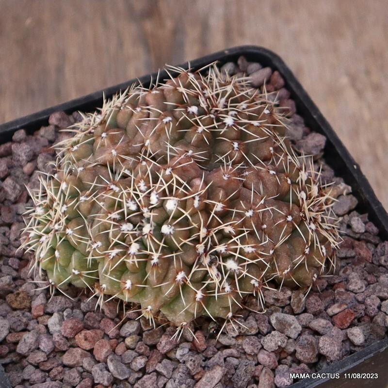 A5686 GYMNOCALYCIUM BALDIANUM MULTIHEADS pot10-H6-W8 cm MaMa cactus
