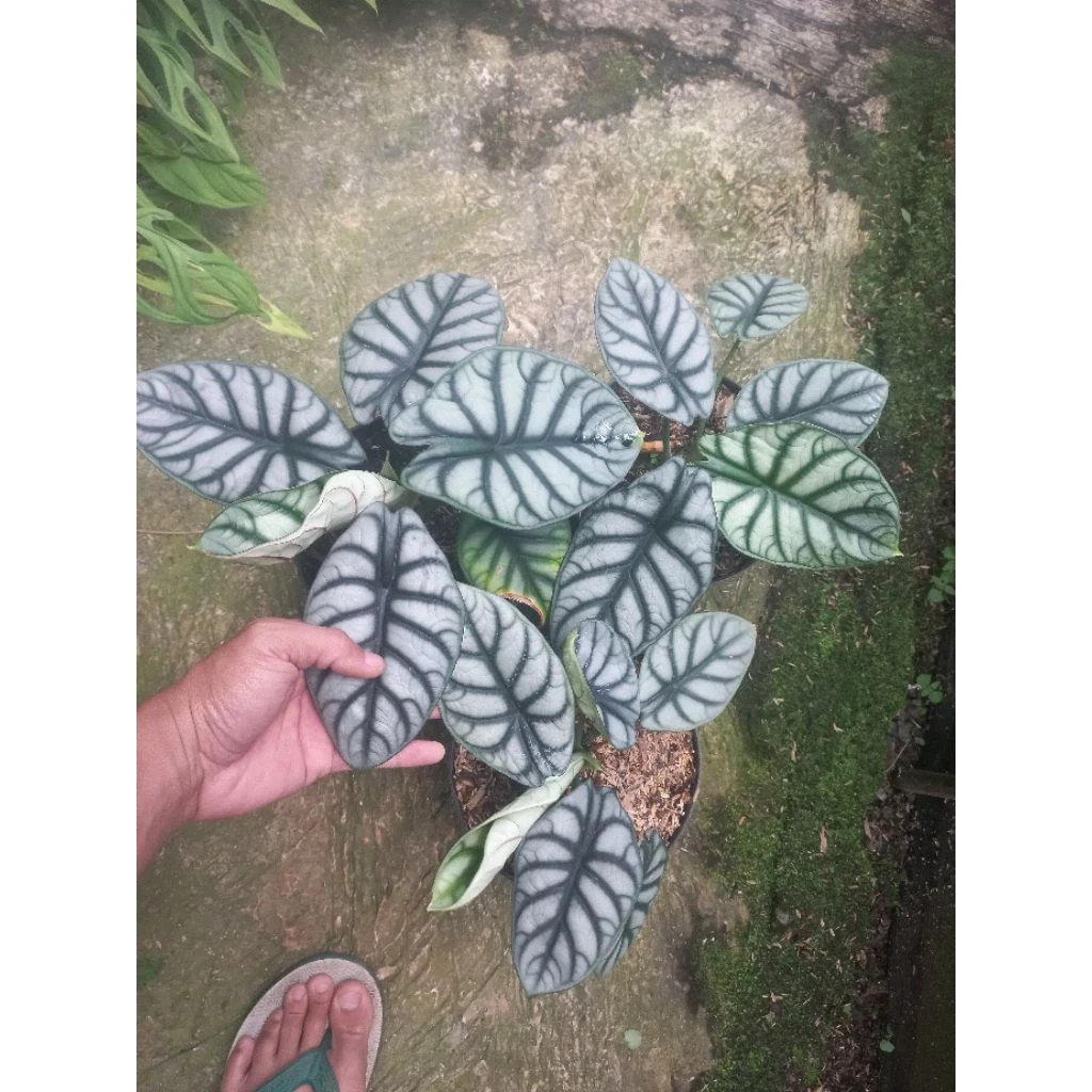 Alocasia Silver Dragon Rare Baginda Unique Live Tropical Plant PL106