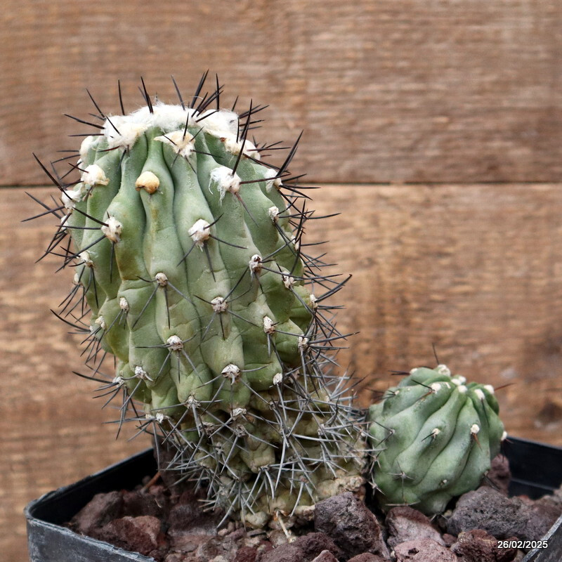 D3210 COPIAPOA CUCICENTRA pot14-H16-W13 cm MaMa Cactus