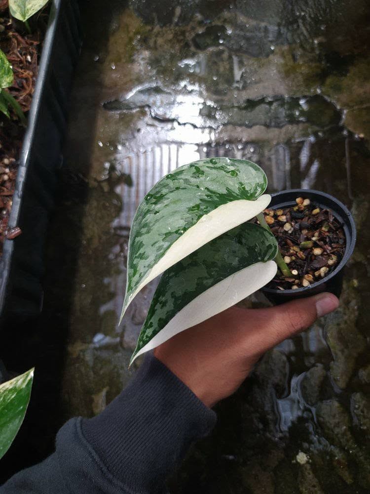 Scindapsus Mariposa, Rare Variegated, Real Picture, Aroid Houseplant