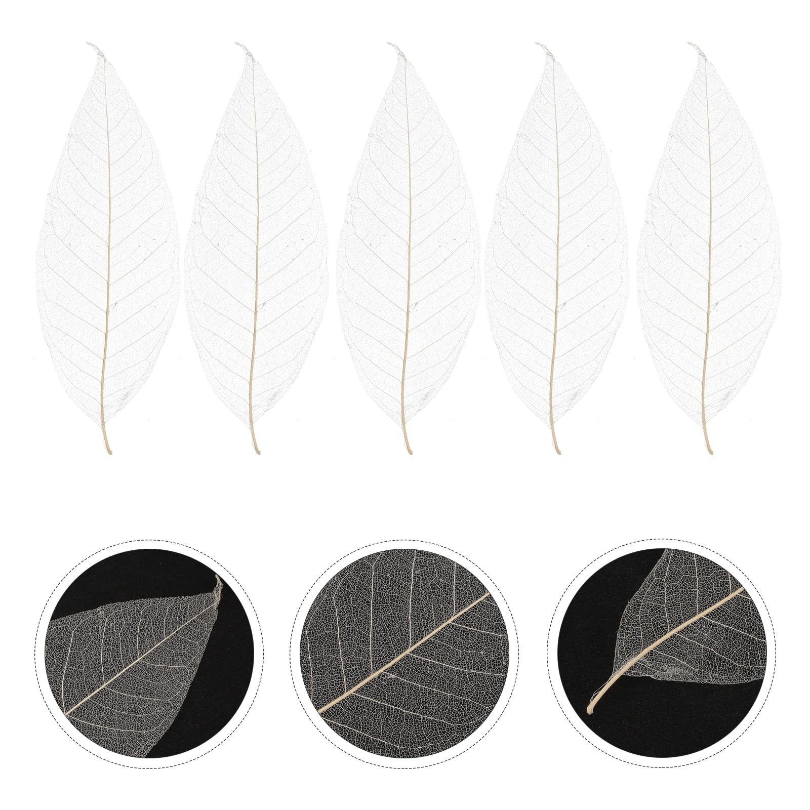 100 PCS Natural Dried Magnolia Leaf Vein Specimens DIY Crafts Decor Art