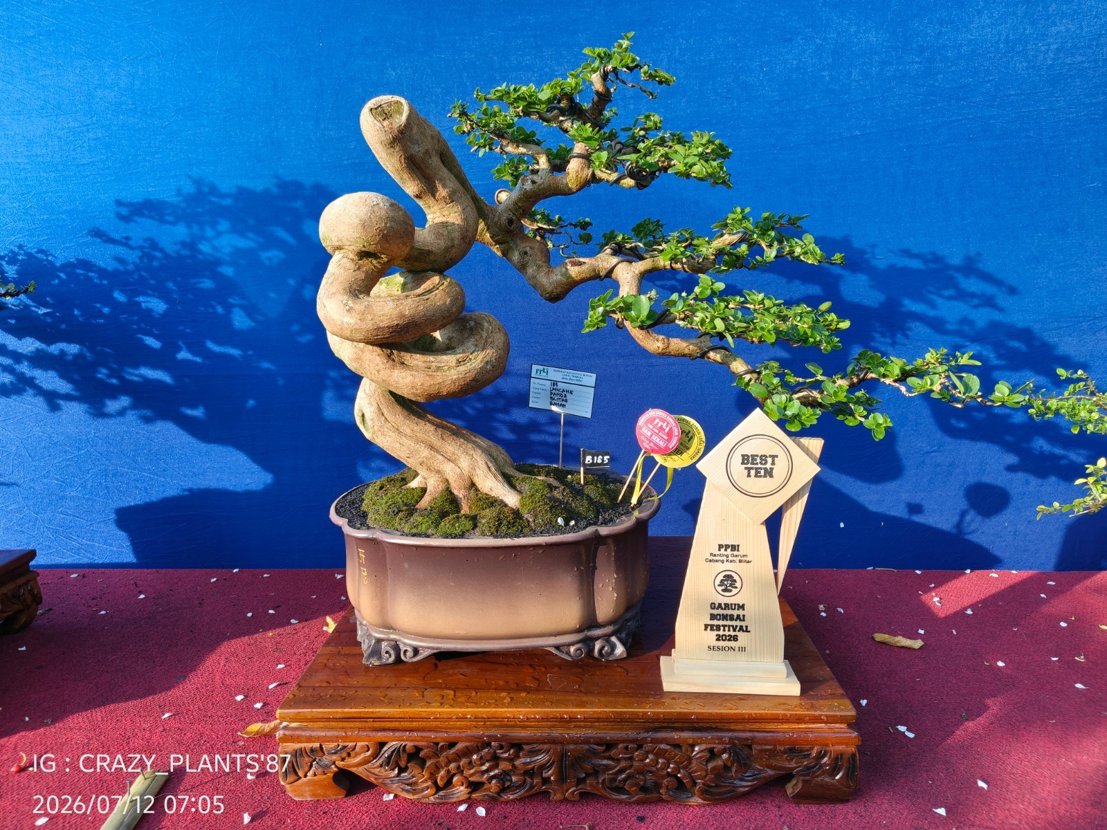 REAL PICT – Premna Microphylla Bonsai Tree – Big Size -RARE EXCLUSIVE EXHIBITION