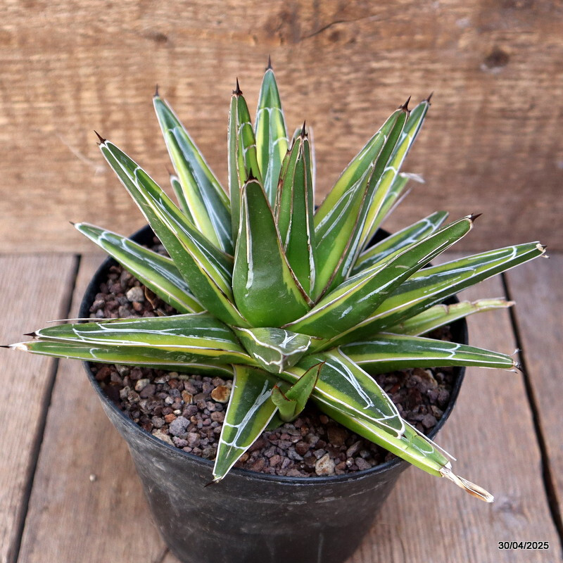 D2129 AGAVE REGINAE VICTORIAE VARIEGATED pot14-H11-W15 cm MaMa Cactus