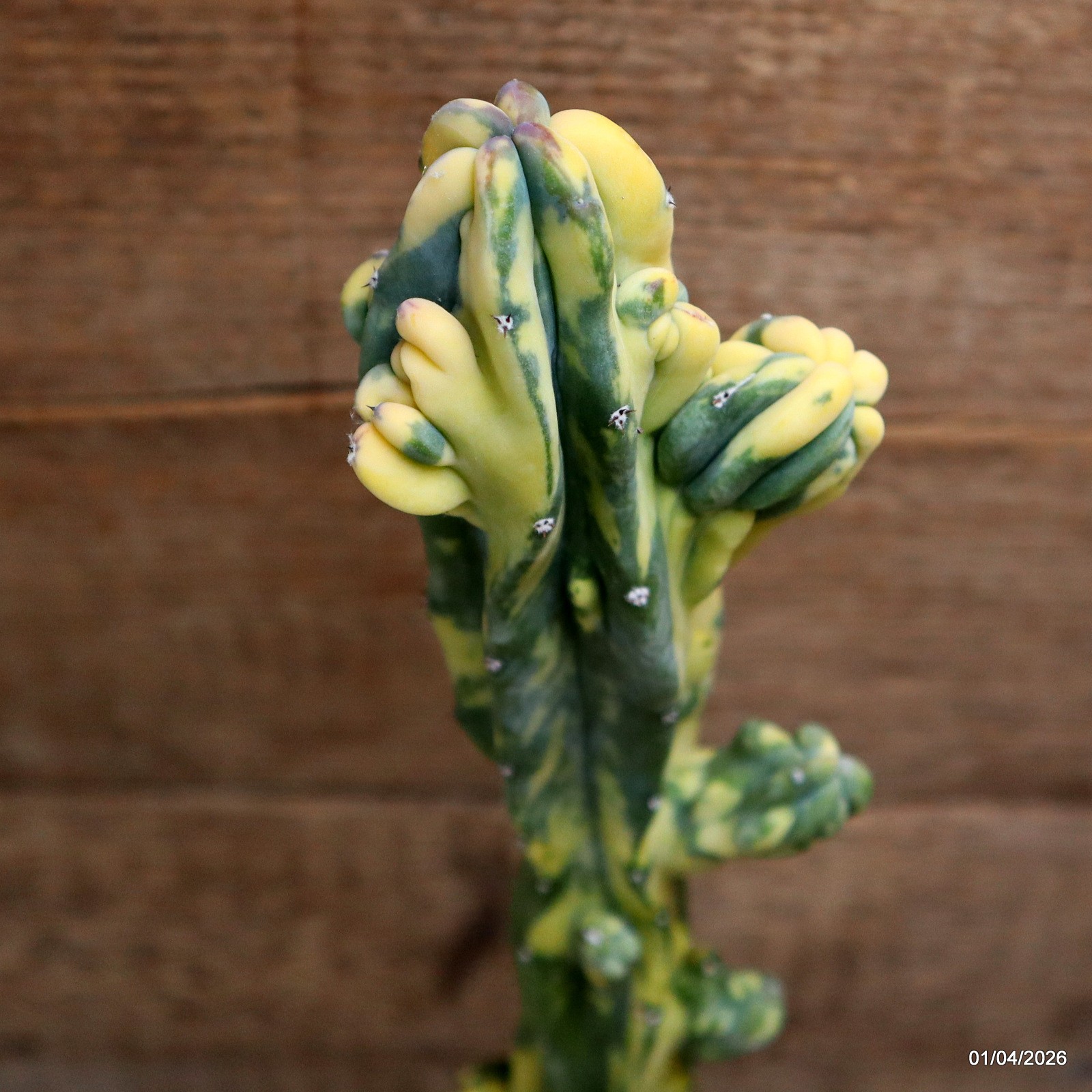 D8197 MYRTILLOCACTUS GEOMETRIZANS VARIEGATED pot12-H41-W6,5 cm MaMa Cactus