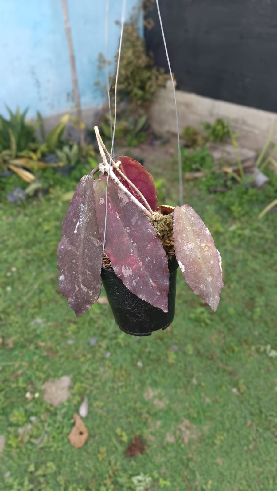 Real Picture Hoya Undulata Red Sp Borneo