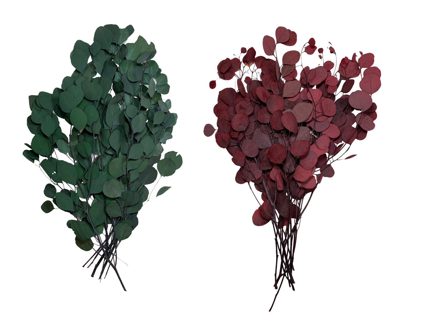 Green or Red Preserved Natural Silver Dollar Eucalyptus Branches /8 oz or 16 oz