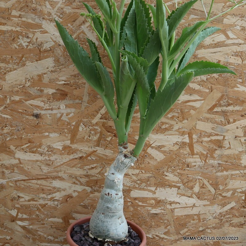 D1723 CYPHOSTEMMA CISSUS JUTTAE pot25-H32-W13 cm MaMa Cactus