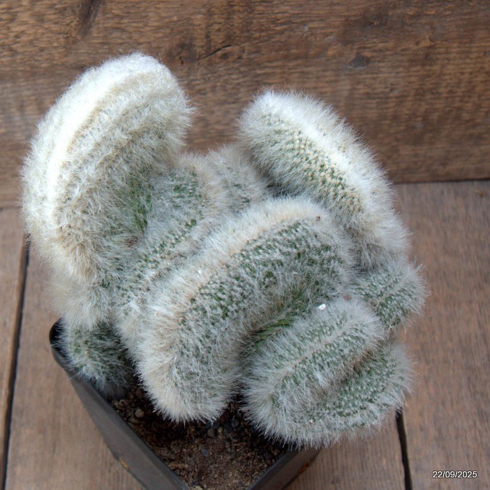 D6539 CLEISTOCACTUS STRAUSII CRESTED pot12-H18-W19 cm MaMa Cactus
