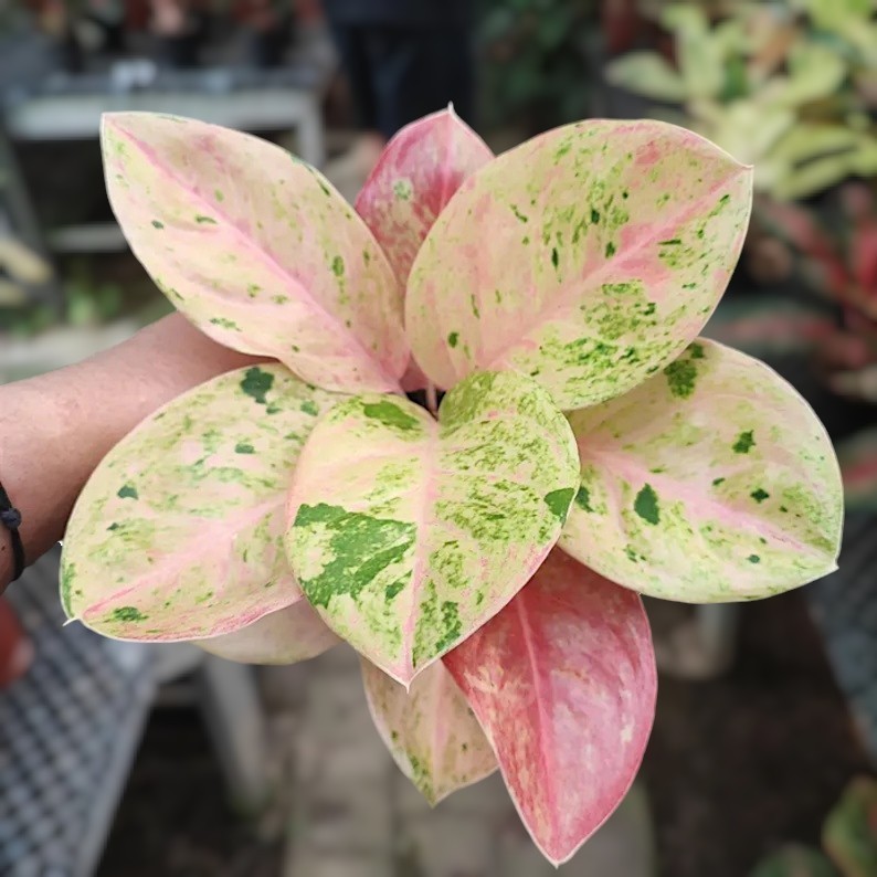 Aglaonema Emerald Variegated Ornamental Plant