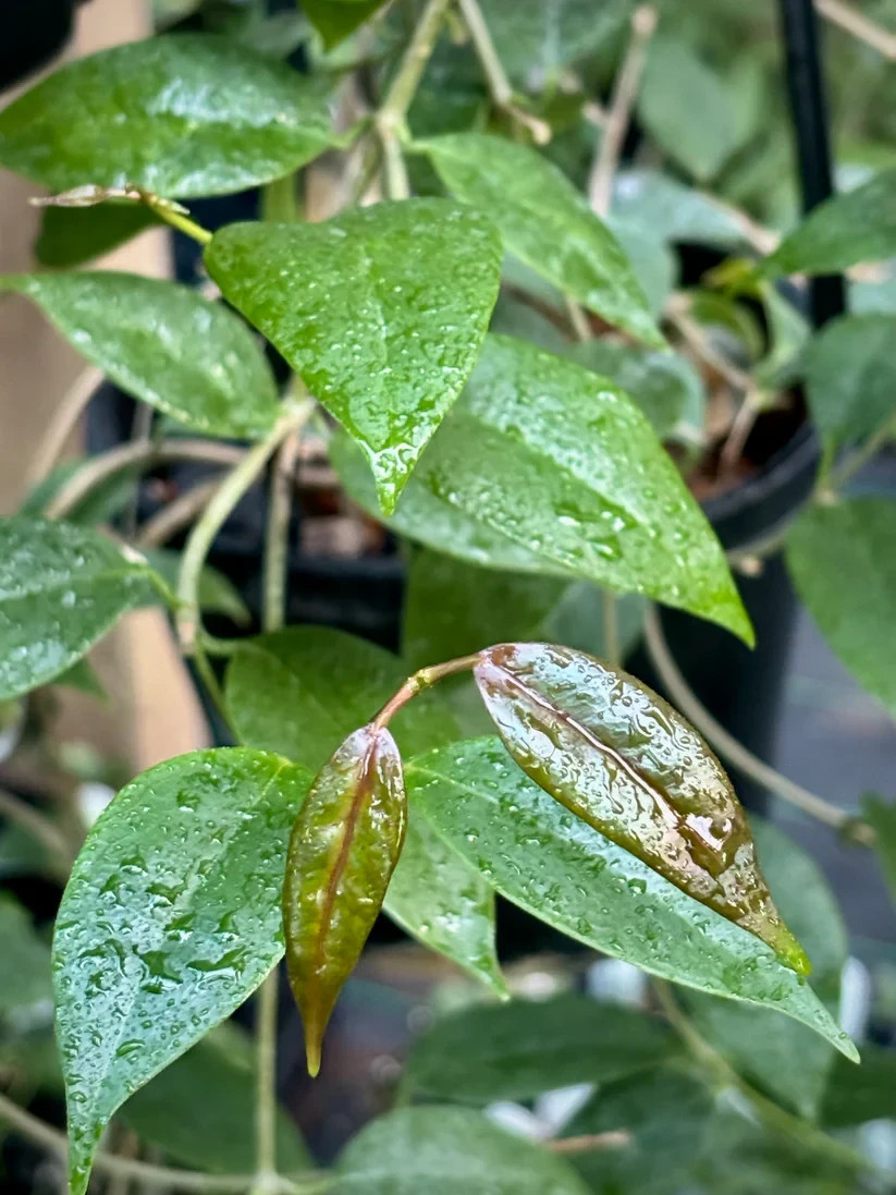 Real Picture Hoya Paziae Sp Papua Rare Plant