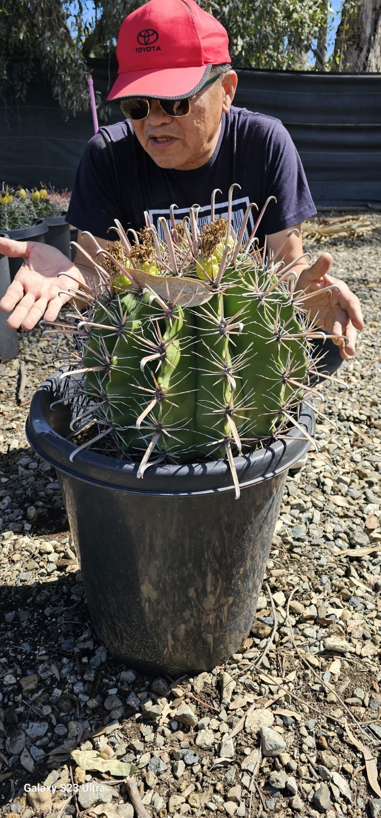 FEROCACTUS HERRERAE Cactus 15gal