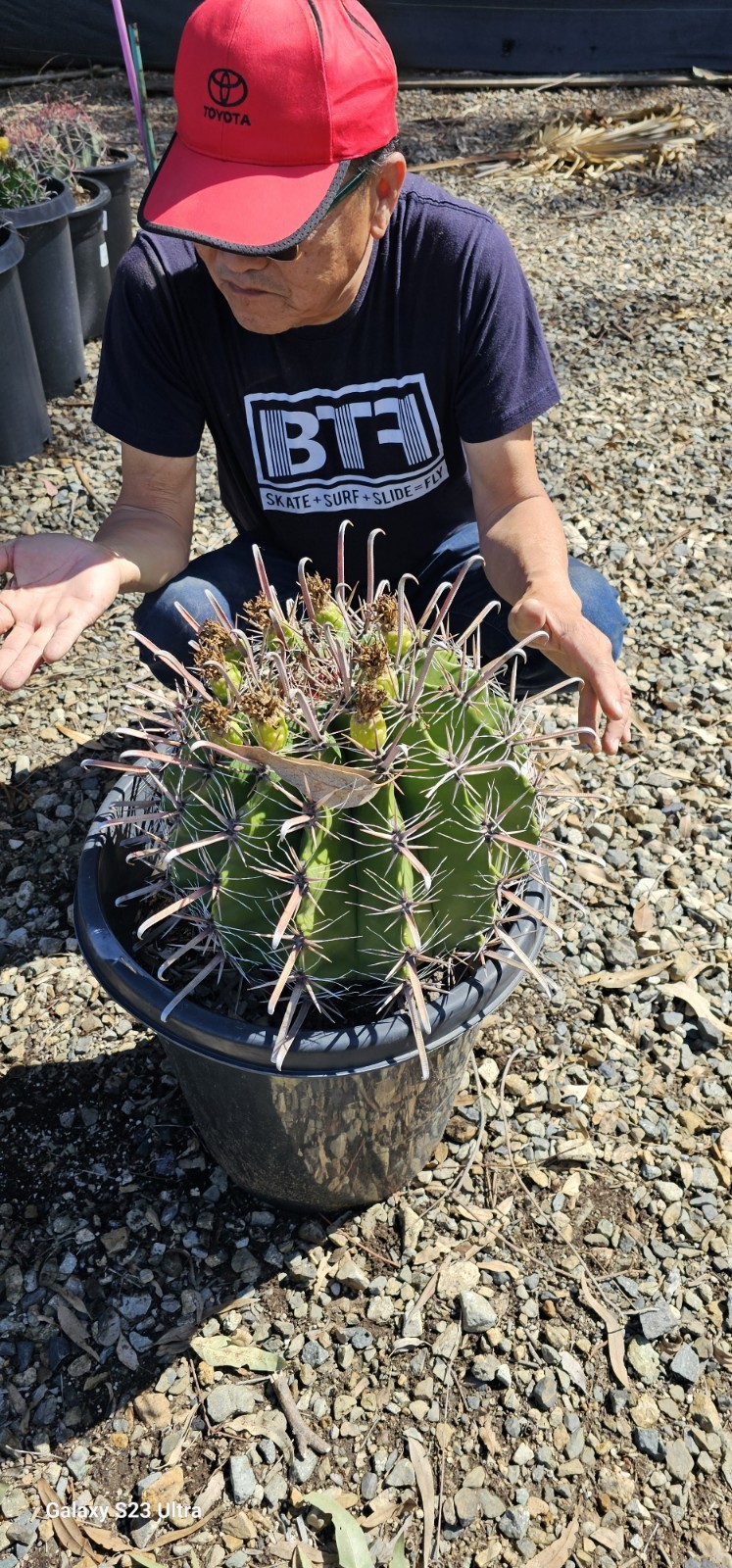 FEROCACTUS HERRERAE Cactus 15gal