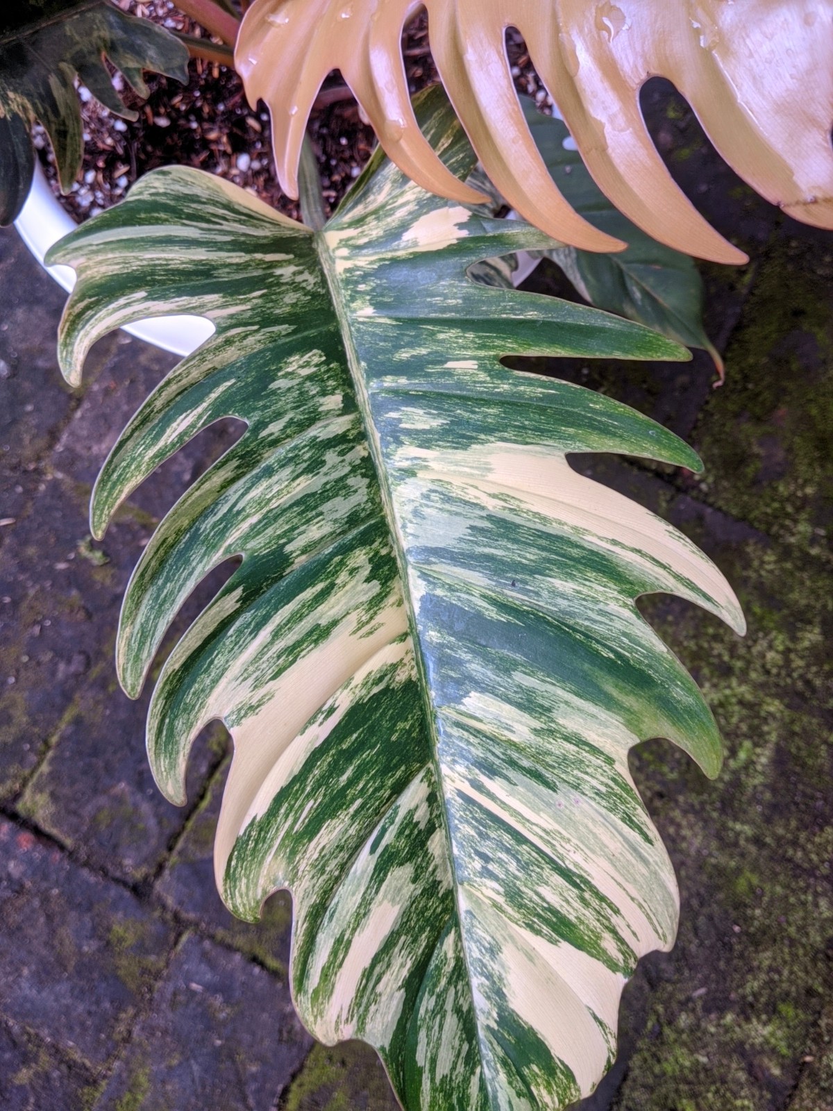 Philodendron Caramel Marble Variegated Real Picture Free Phitosanytari
