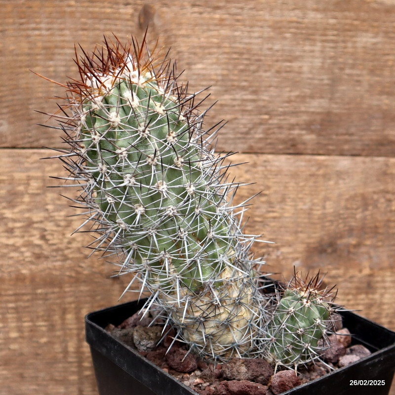 D3556 COPIAPOA PSEUDOCOQUIMBANA KK86 pot14-H14-W9 cm MaMa Cactus