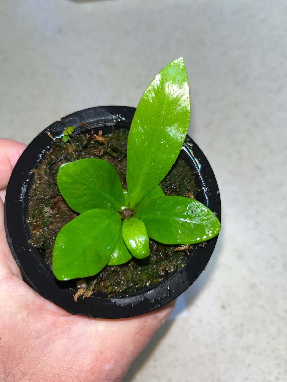 Asplenium phyllitides Spore Grown Florida 3.5 Inch Net Pot ( Not Aspenium Indus)