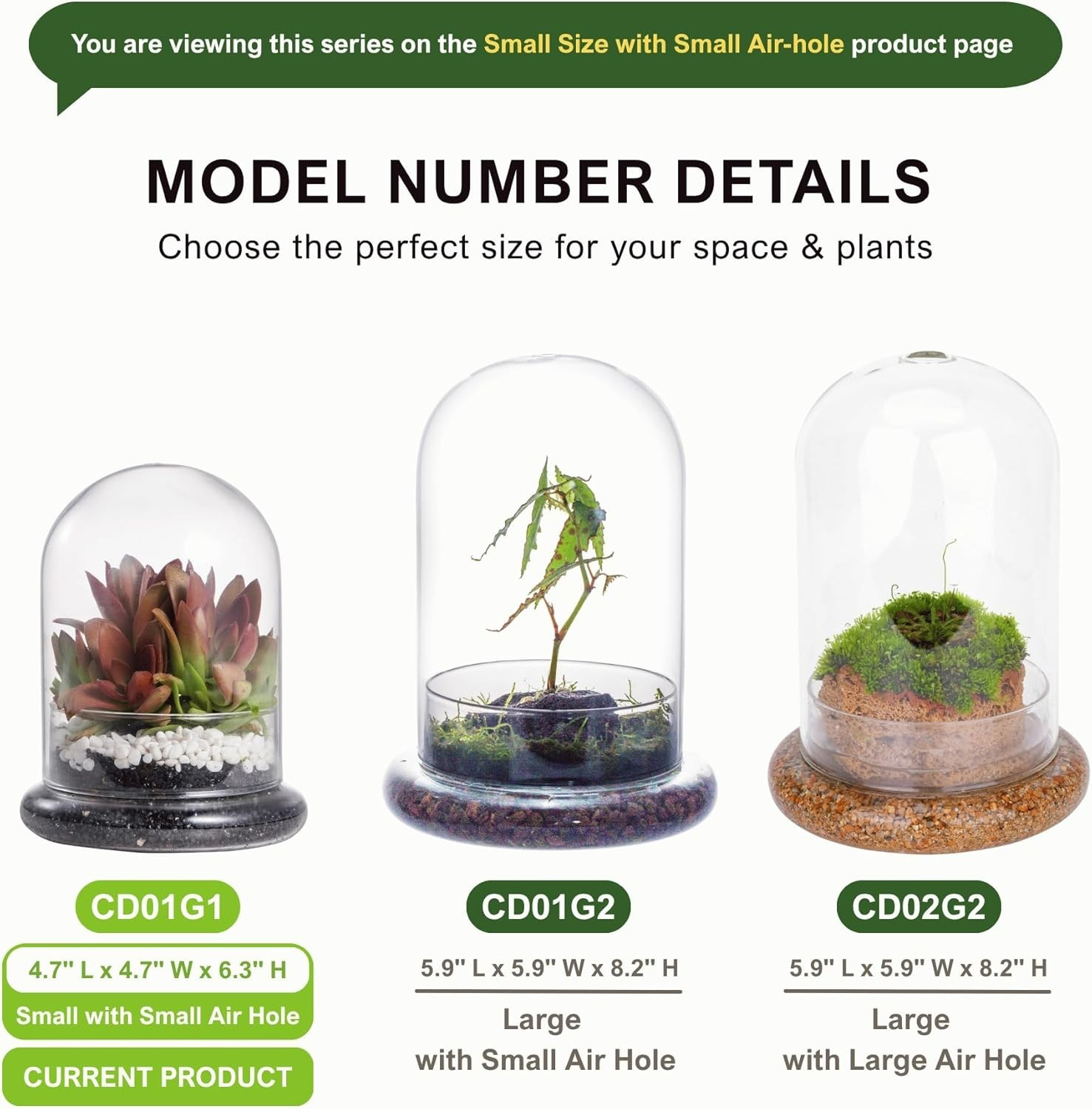 Chic Clear Glass Terrarium Cloche with Base – Ideal for Succulents or Displays