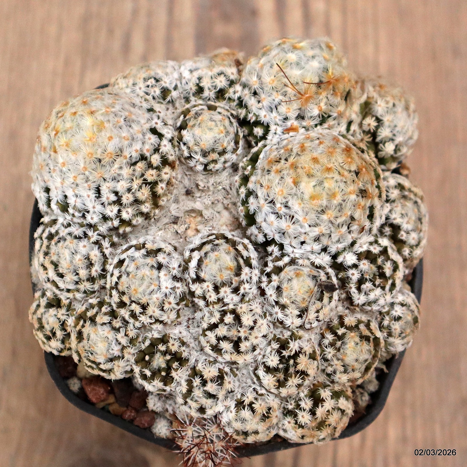 D7944 MAMMILLARIA SCHIEDEANA METZTITLAN pot7-H4-W9 cm MaMa Cactus