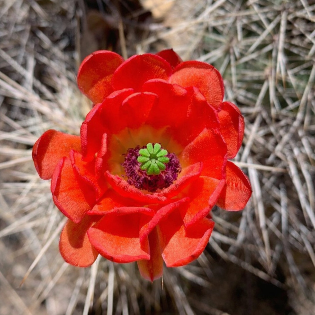 Echinocereus santaritensis LZ287 SEEDS – Rare Cactus SEEDS