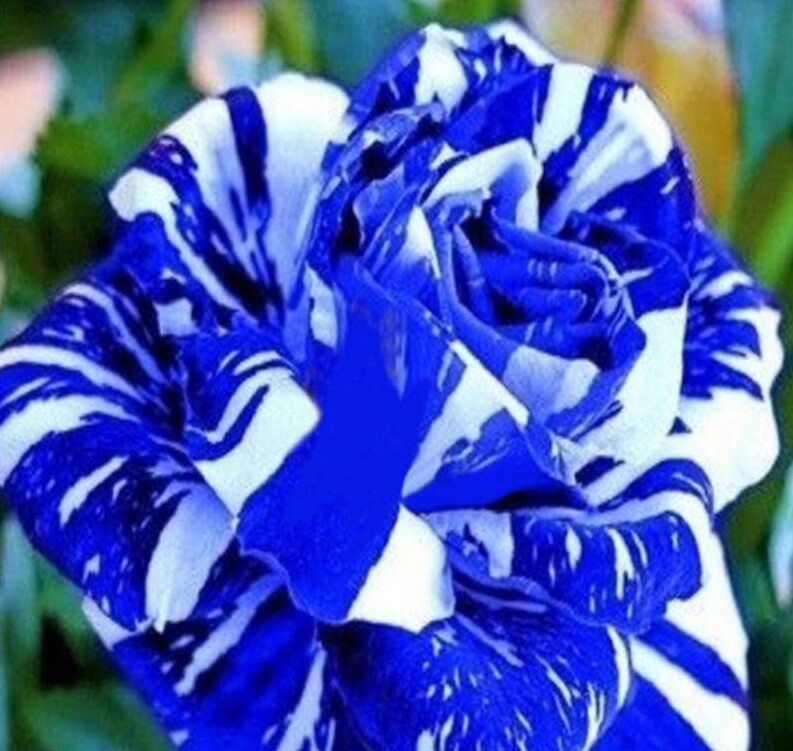 10 ROSE TIGER STRIPE SEEDS rare hybrid dragon flower garden USA SELLER W/TRACK