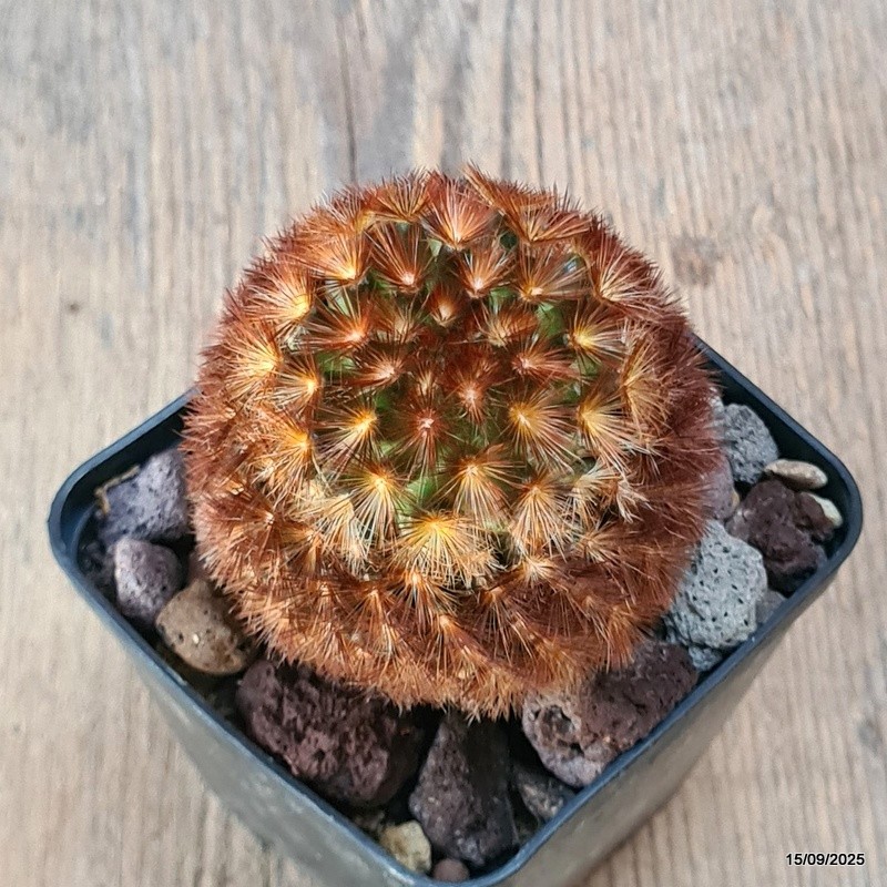 D6421 MAMMILLARIA CARMENAE pot8-H9-W7 cm MaMa Cactus