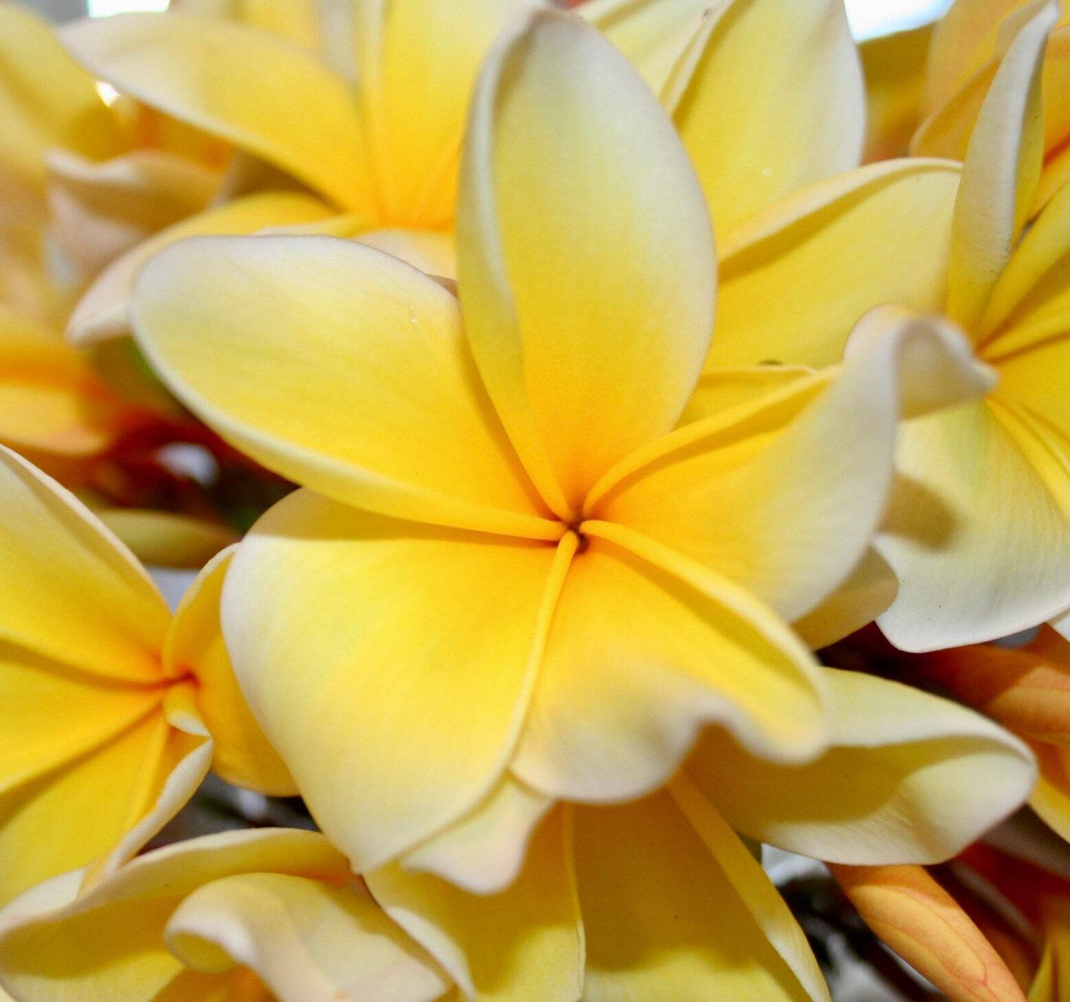 Plumeria alba cv YELLOW DIAMOND 30-80cm | White frangipani | Nosegay – White fra