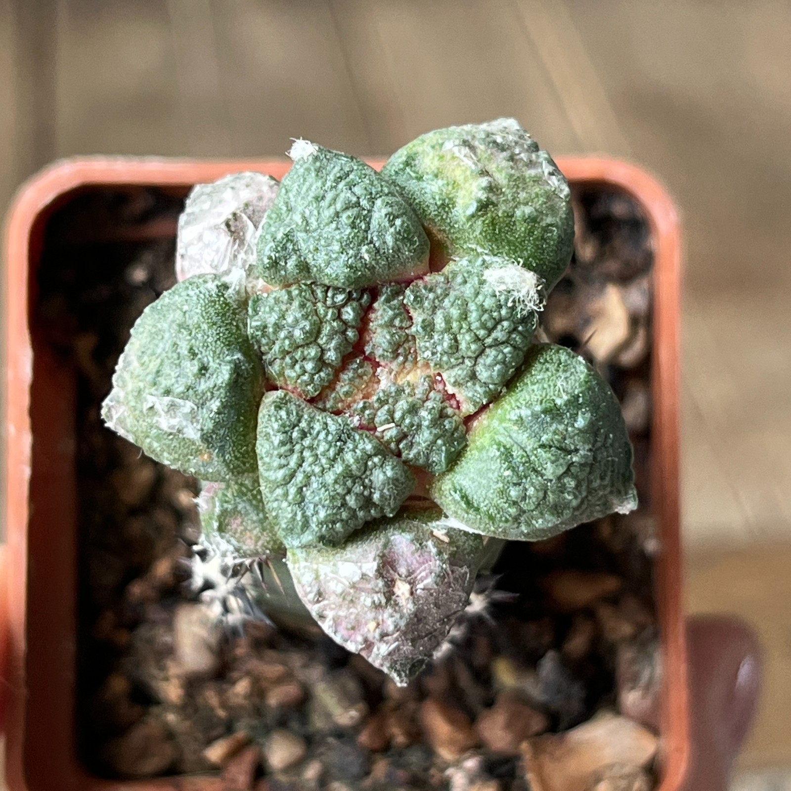 A9-4297 Cactus lloydii, grafted