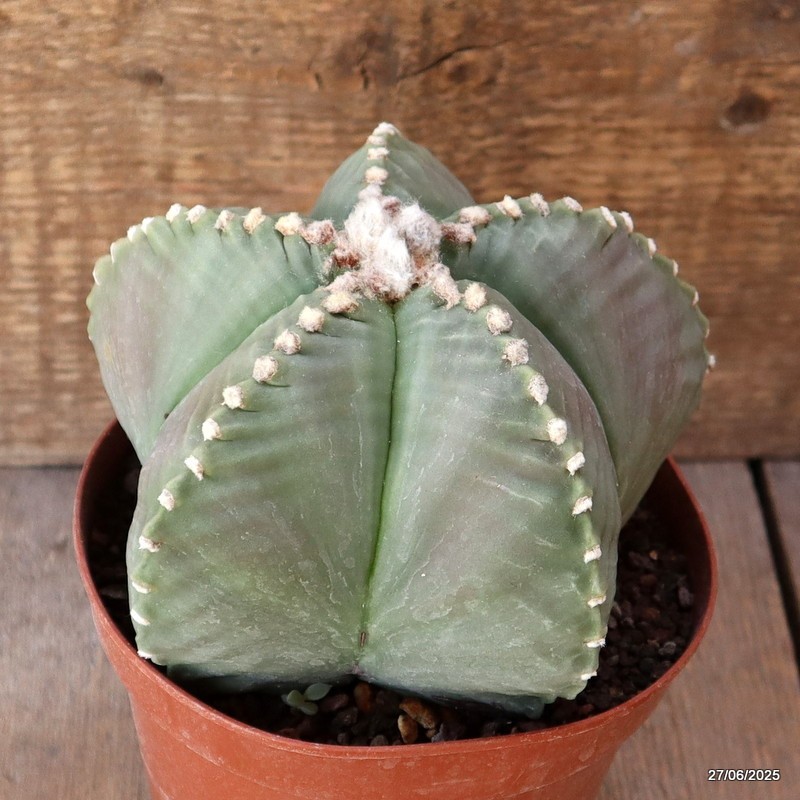 D4919 ASTROPHYTUM MYRIOSTIGMA KIKKO NUDUM pot14-H11-W15 cm MaMa Cactus