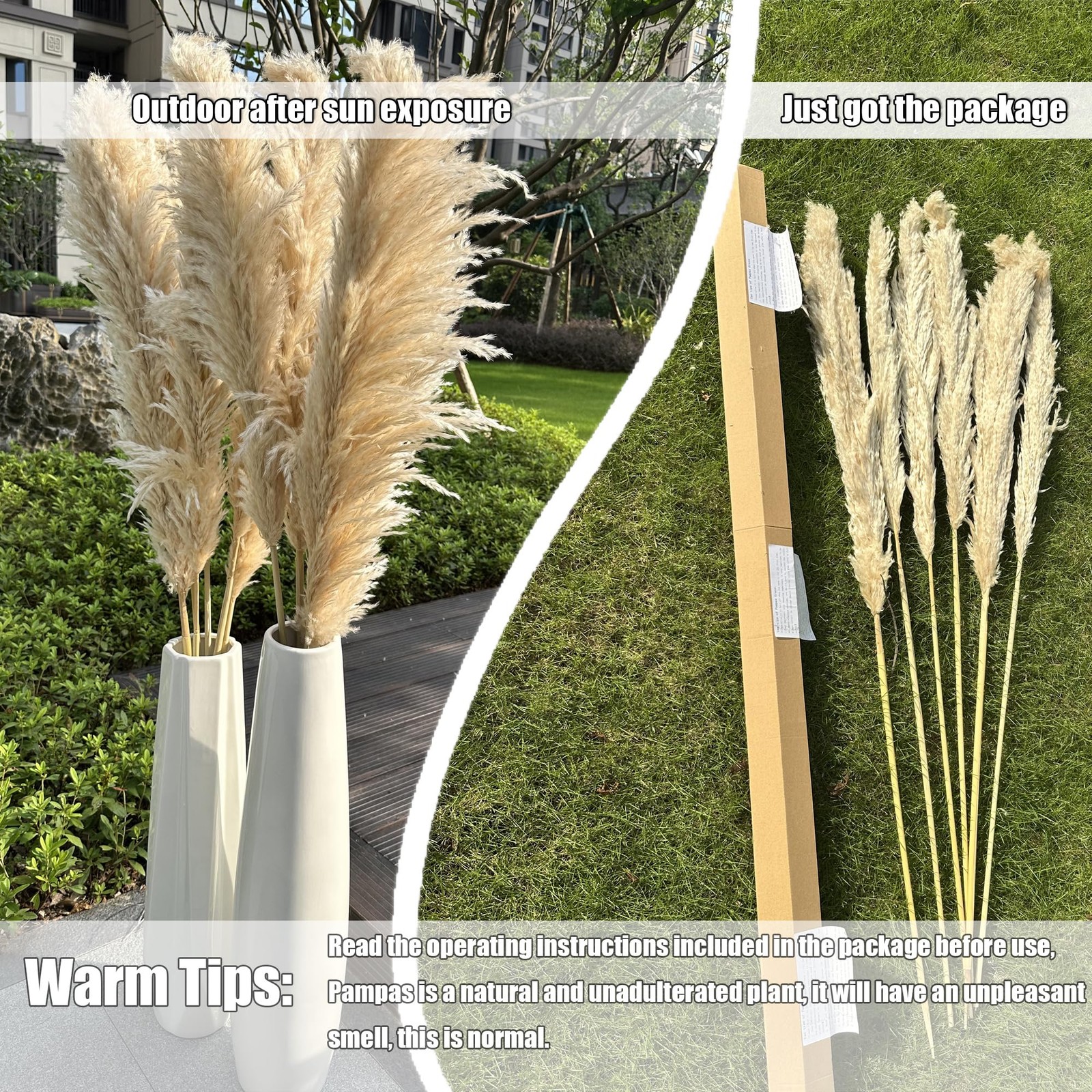 55″ inch Scarcity Natural Pampas Grass Decor Tall, pompas Grass, Tall Pampas …