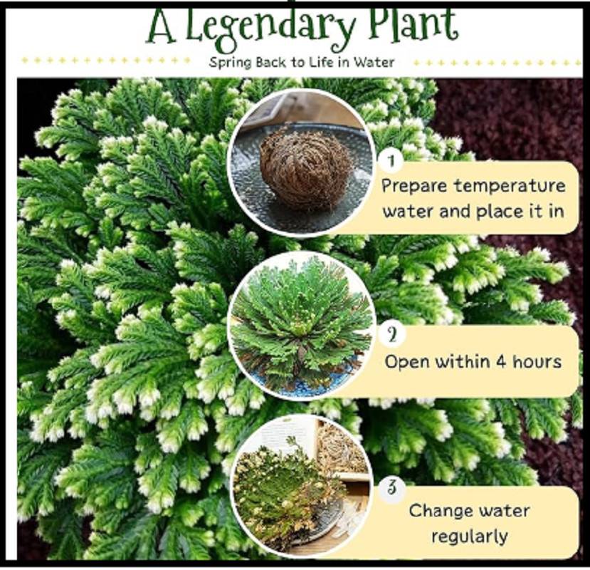 7 Pack Rose of Jericho Dried Plants – Rosa de Jerico Original, Dried Fern Like