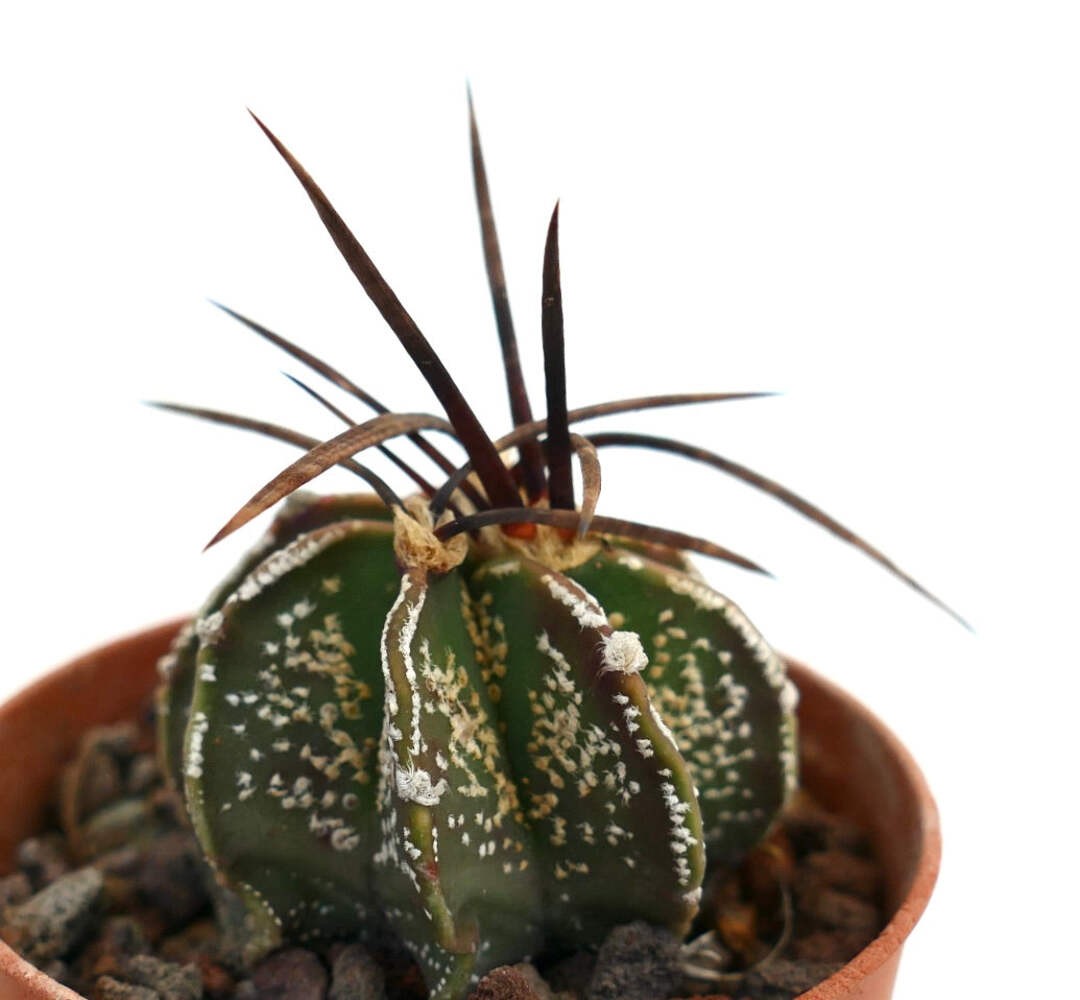 Astrophytum capricorne var. capricorne X BUFFALO – Goat’s horn cactus | Star cac