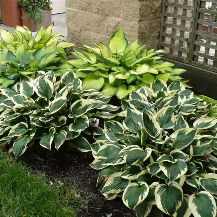 Hosta Seeds for Planting, 290+pcs Rare Perennial Hosta Flower Seeds Plants, Non-