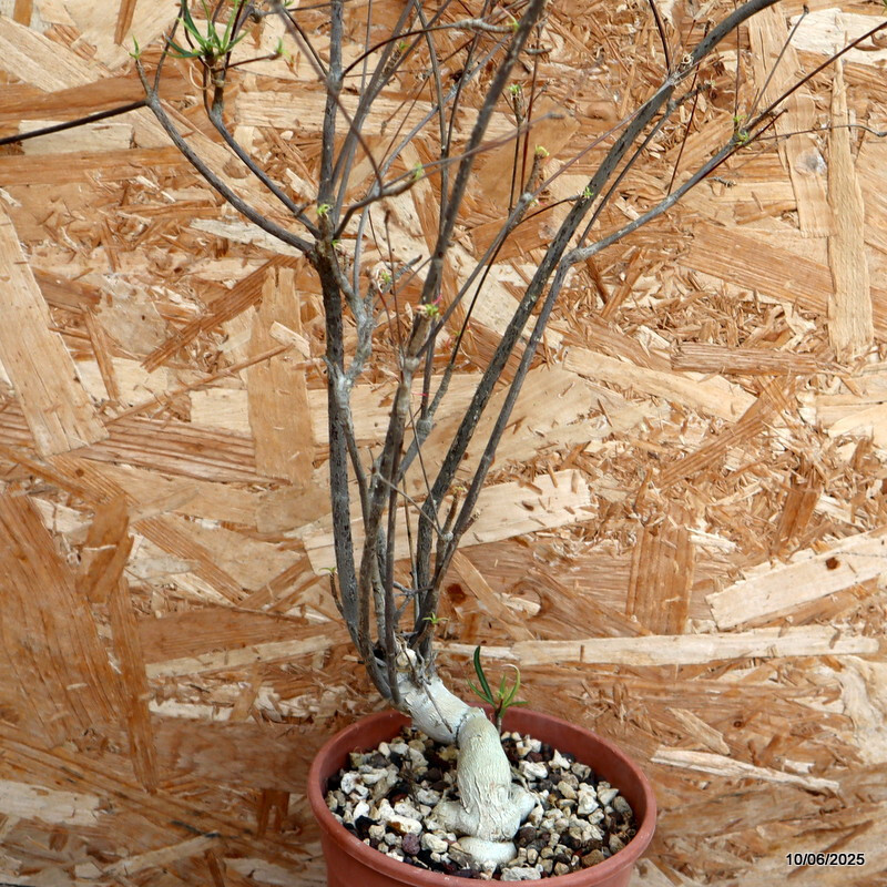 D4556 EUPHORBIA HEDYOTOIDES pot14-H60-W15 cm MaMa Cactus