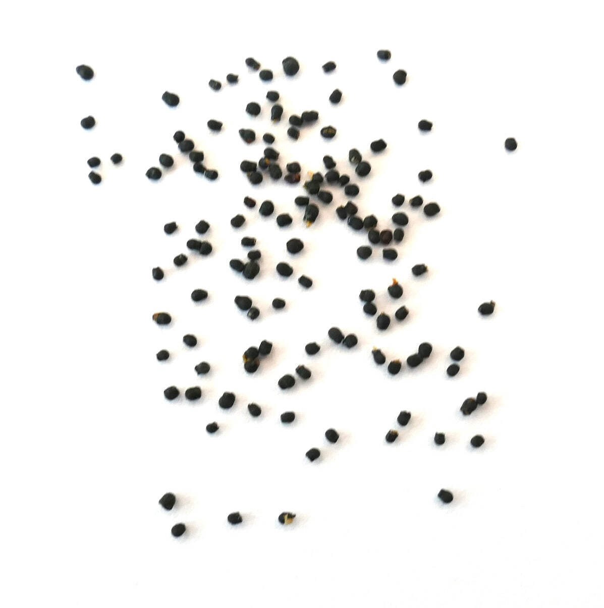 Pelecyphora valdeziana (Sierra Paila) 10 SEEDS – Peyote button | Peyote cactus