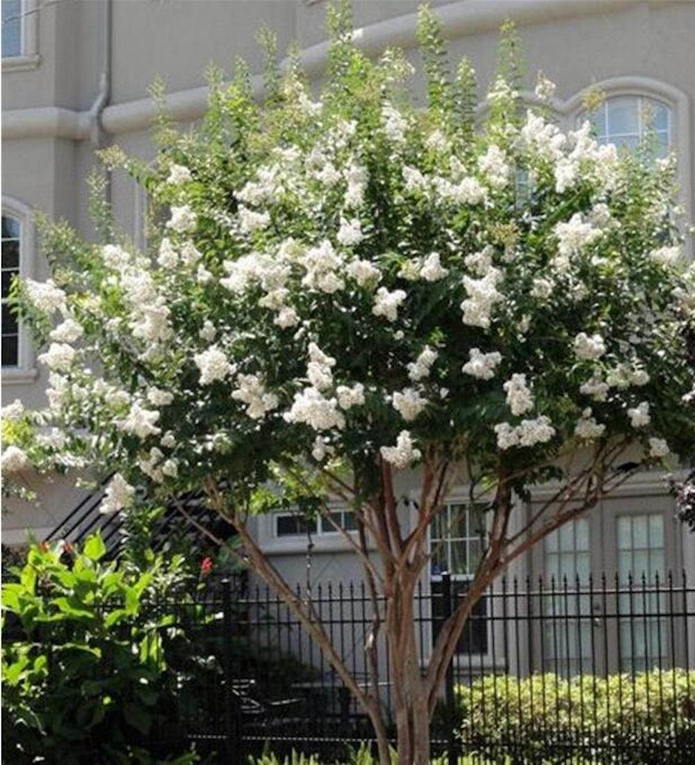 (10) CRAPE/CREPE MYRTLE SEEDS rare exotic flower garden tree USA SELLER W/TRACK