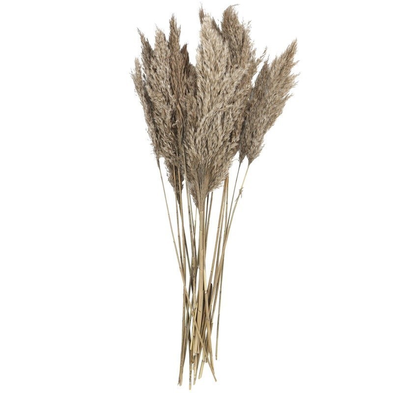 Dried Pampas Grass Bouquet 35 Inch Long Stems Natural Foliage Indoor Decor New