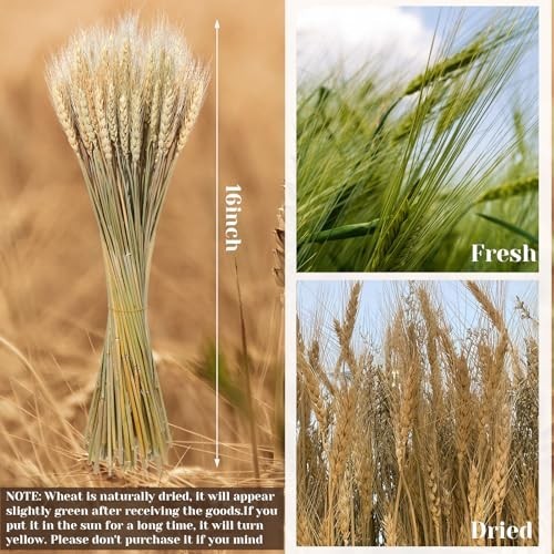 Dried Wheat Stalks Bundle – 1800 Stems Natural Grass for DIY Decor, Centerpieces