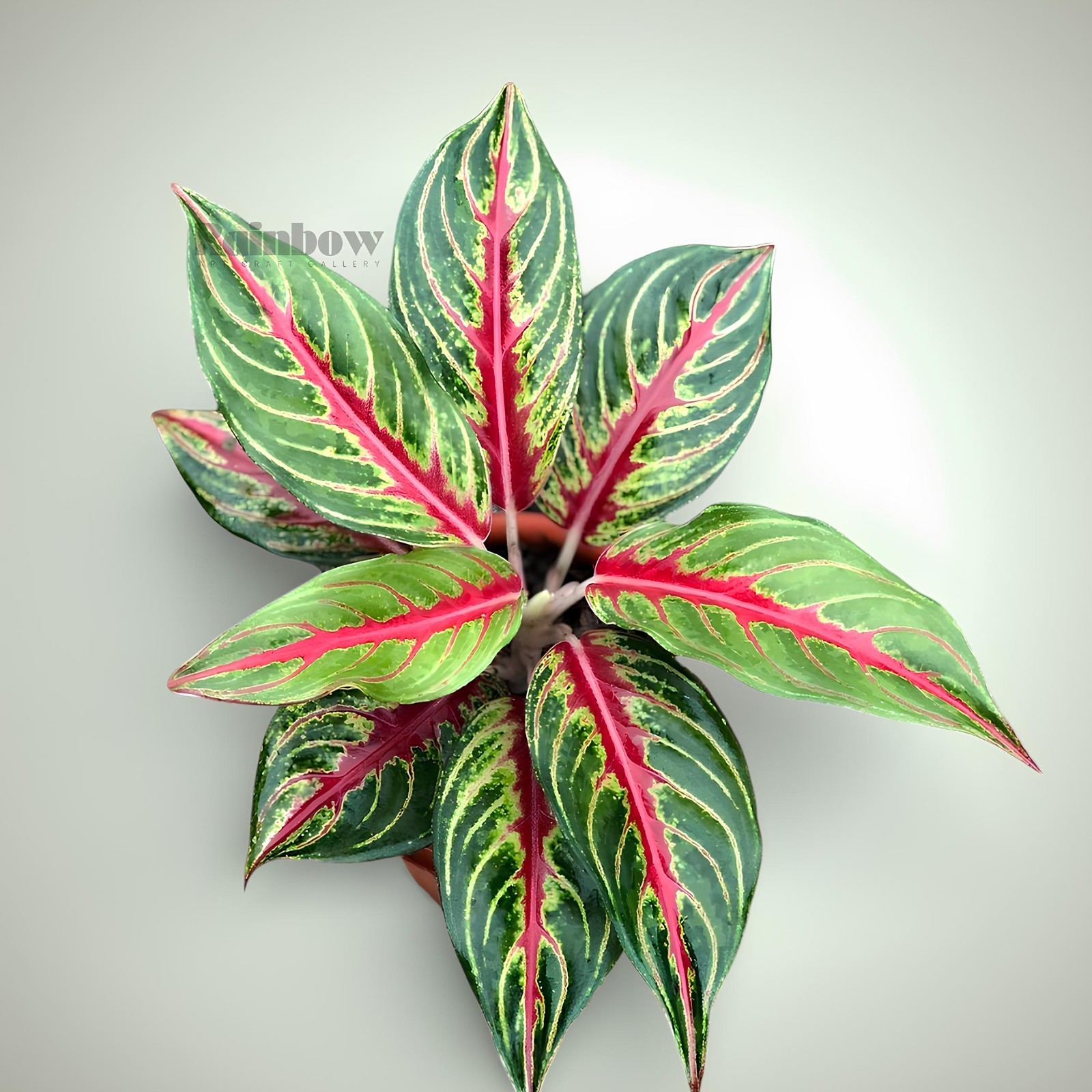 Aglaonema Red Sunset Beatiful Ornamental Plant