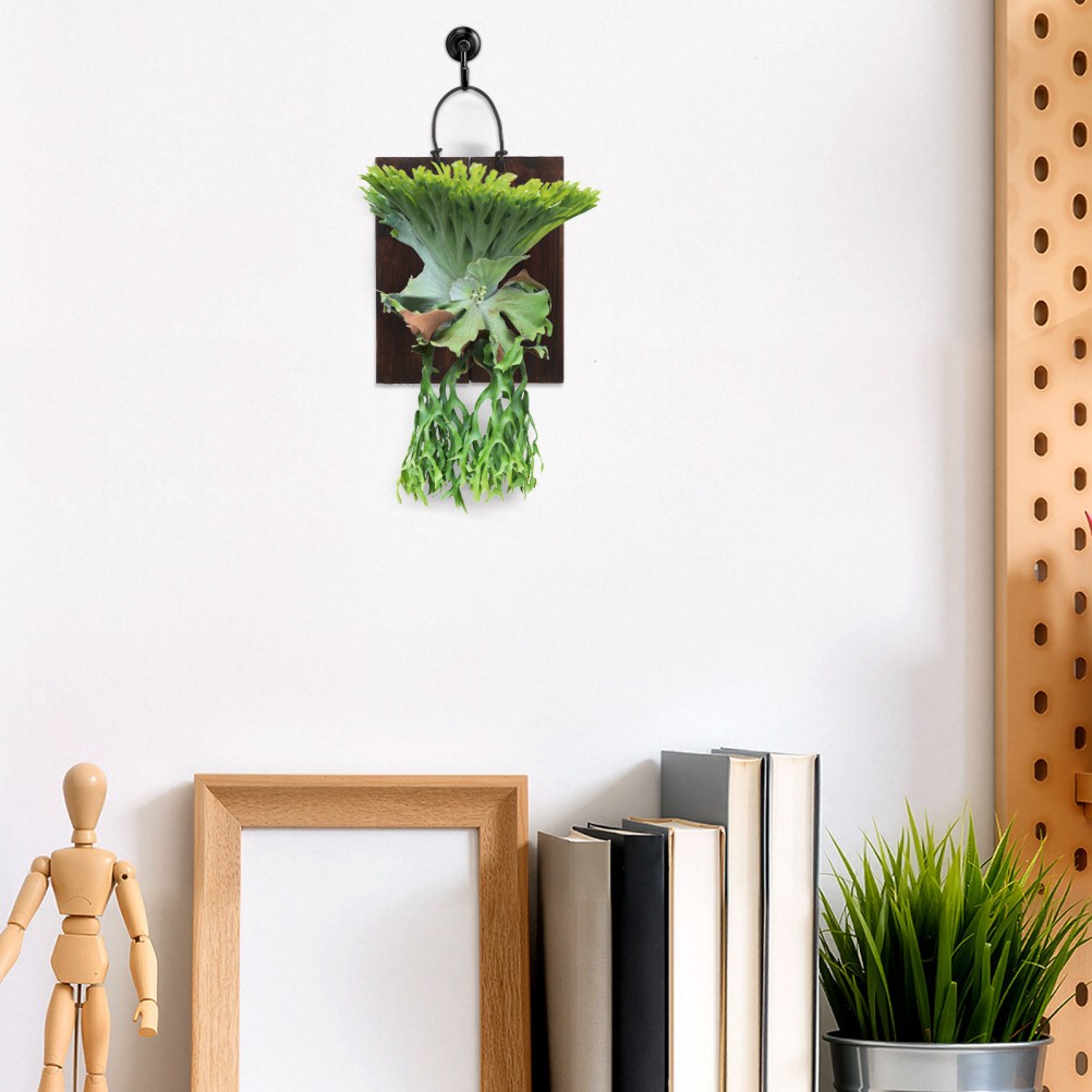 Fern Mount Kit: Decorative Wood Panel for Succulent –