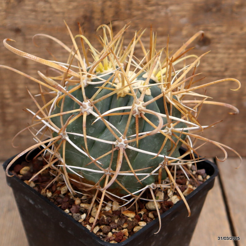 D3090 FEROCACTUS CHRYSACANTHUS STRONG SPINES pot10-H6-W7 cm MaMa Cactus